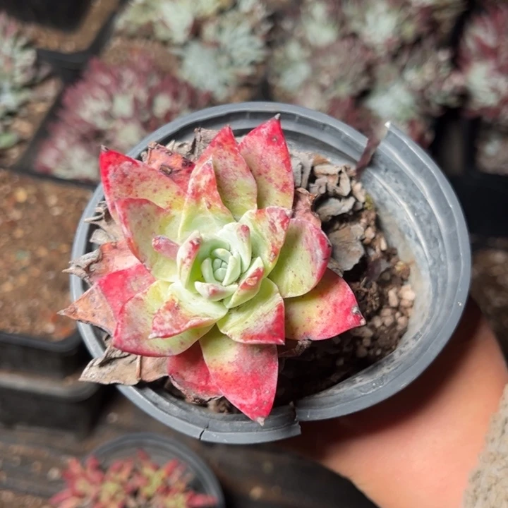 129牡丹哈哈哈哈哈哈哈