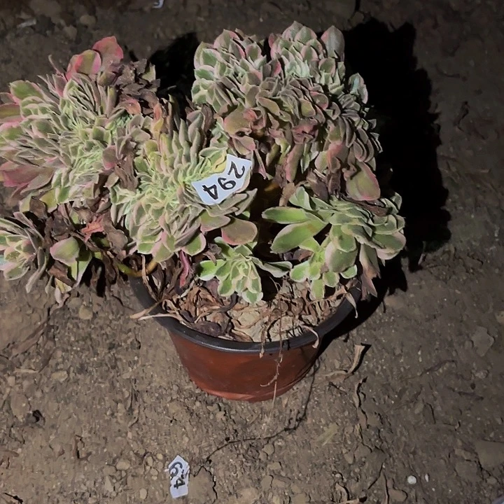 294女妖多肉植物不售后