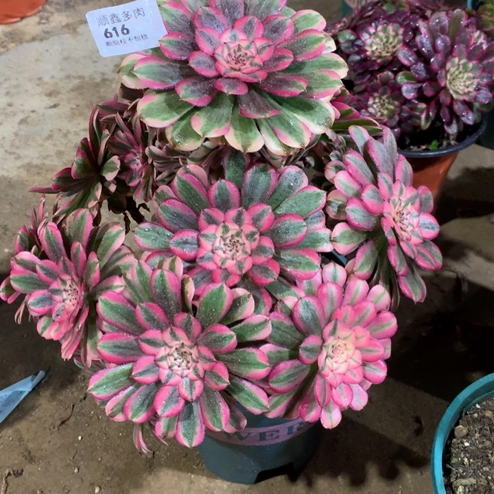 616粉同多肉植物