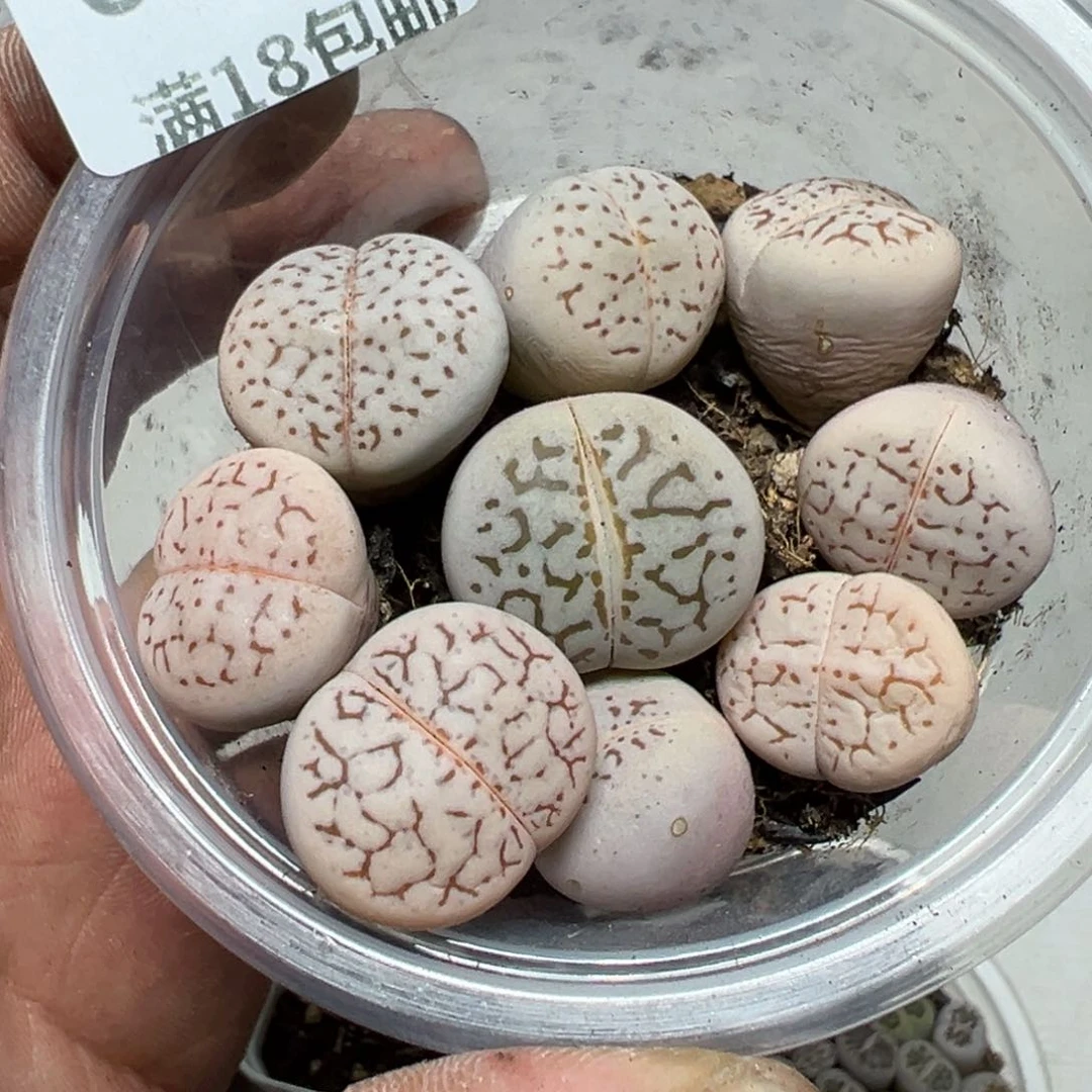 【闪购商品】 673。