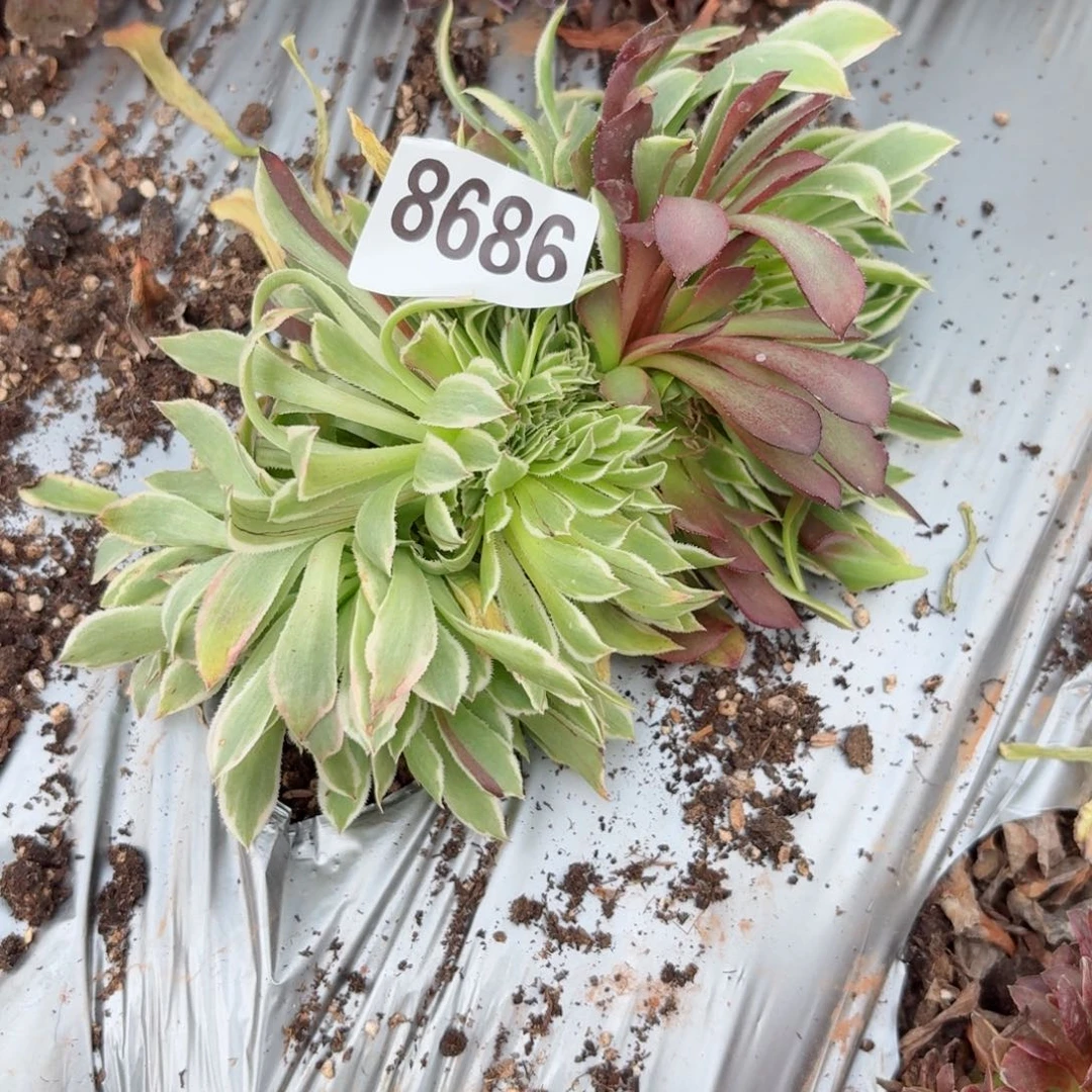 嗯8686 号多肉法师特价