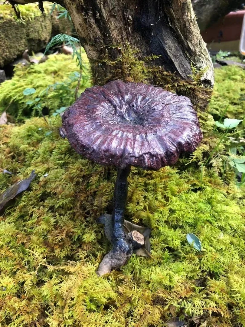 正宗地方特产整根深山采摘 野山货 无硫干货自然晾晒整根煲汤