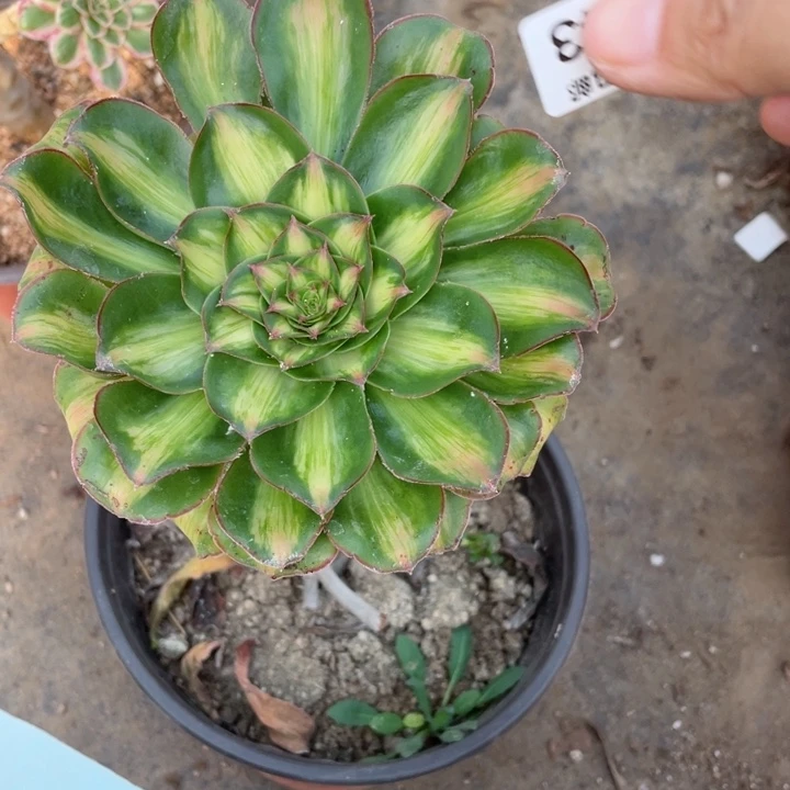 243艳资中班多肉12344789