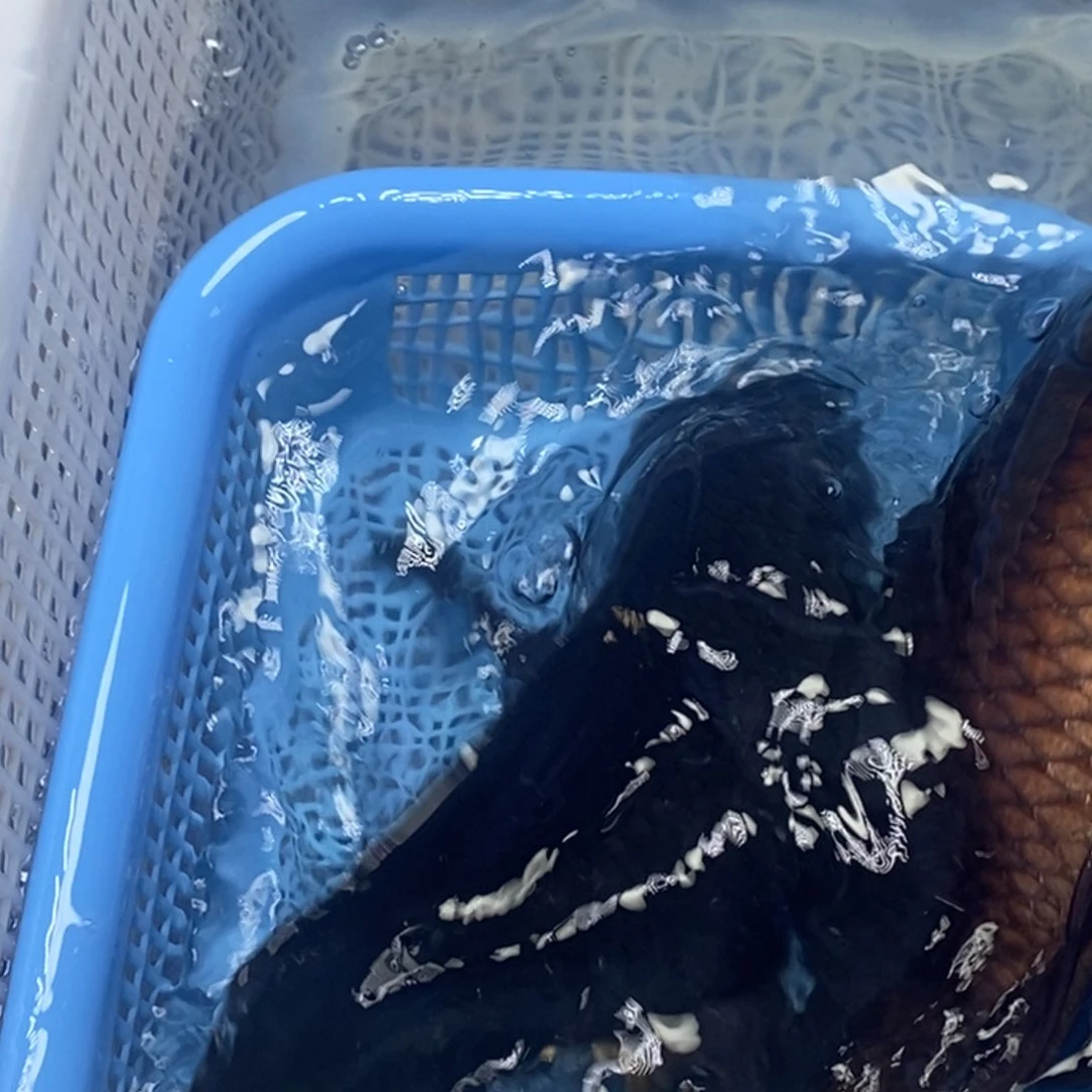 锦鲤冷水锦鲤包邮 2