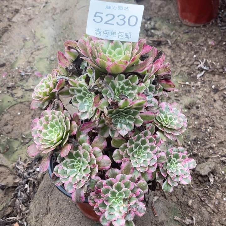 5230霁月的人多肉的