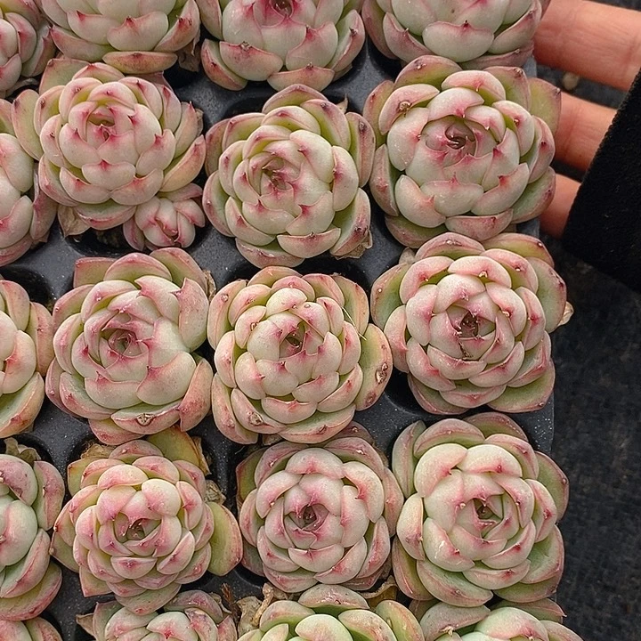 217-219 多肉植物盆栽花卉植物