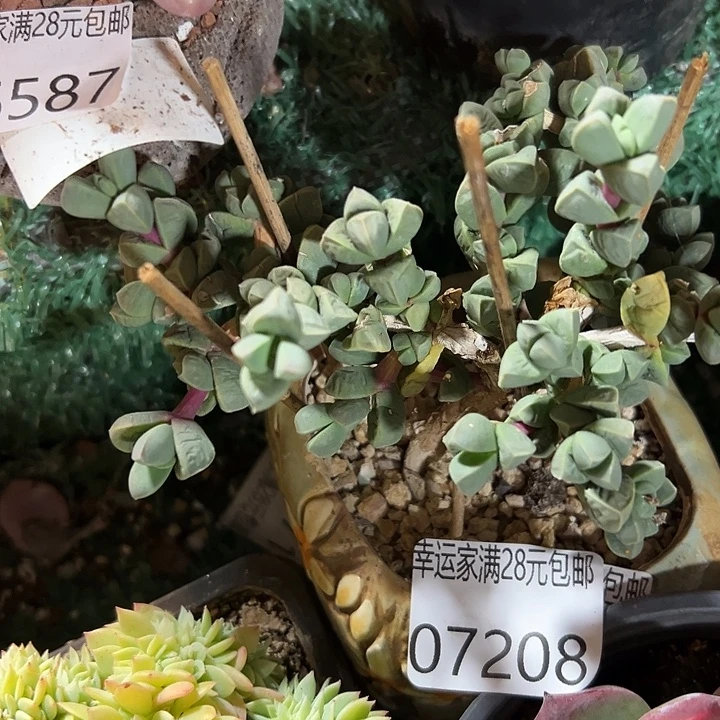 幸运的是你还没幸运