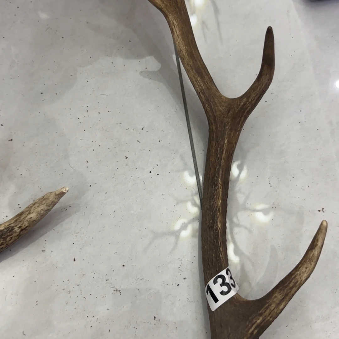 其他鹿骨梅花鹿角 133