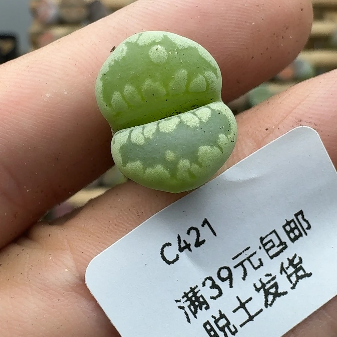 五***.421多肉哈哈哈哈哈哈哈哈
