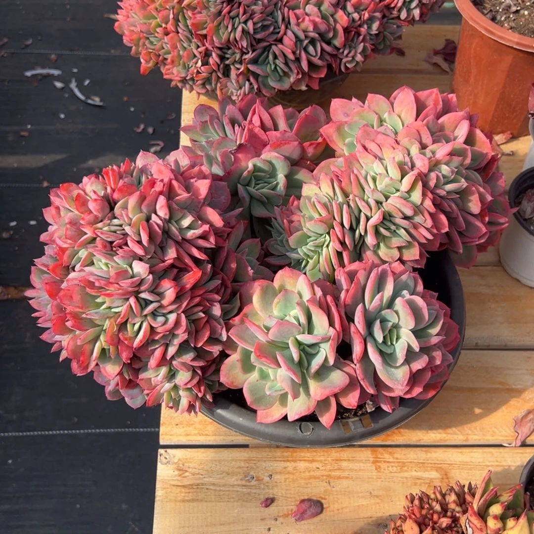 多肉大群绮罗仙子缀【满18包邮】