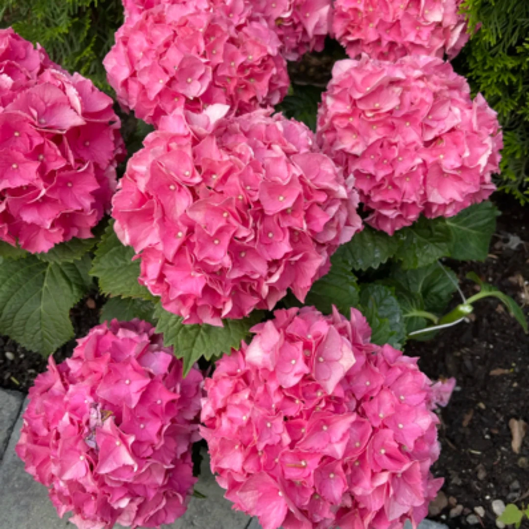 【含羞叶】爆花神器！新手好养北方可地载绣球