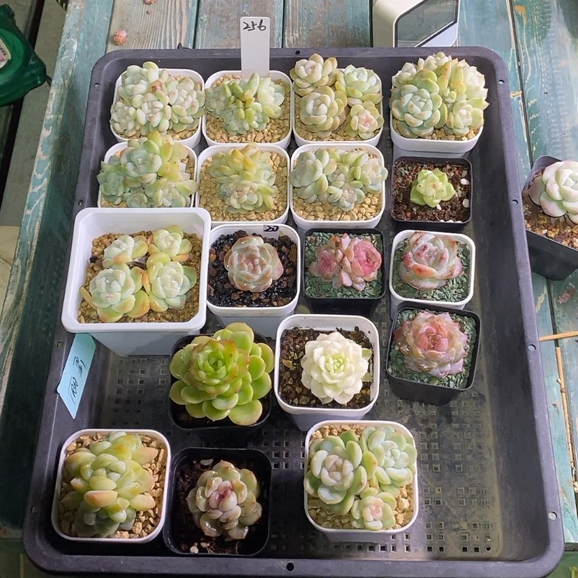 【闪购商品】花****a256一筐18颗多肉