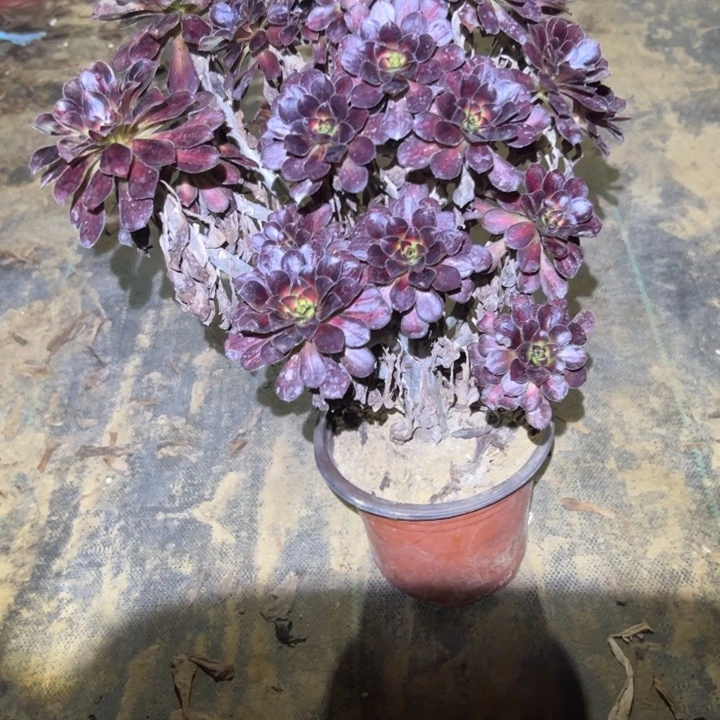 不包侧枝一物一拍147