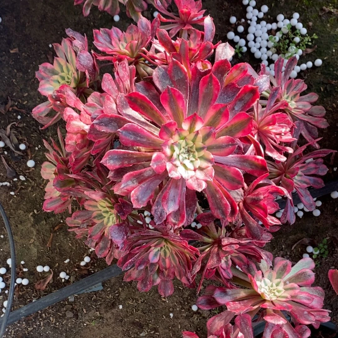 不开花植物124号红彤白多肉1颗