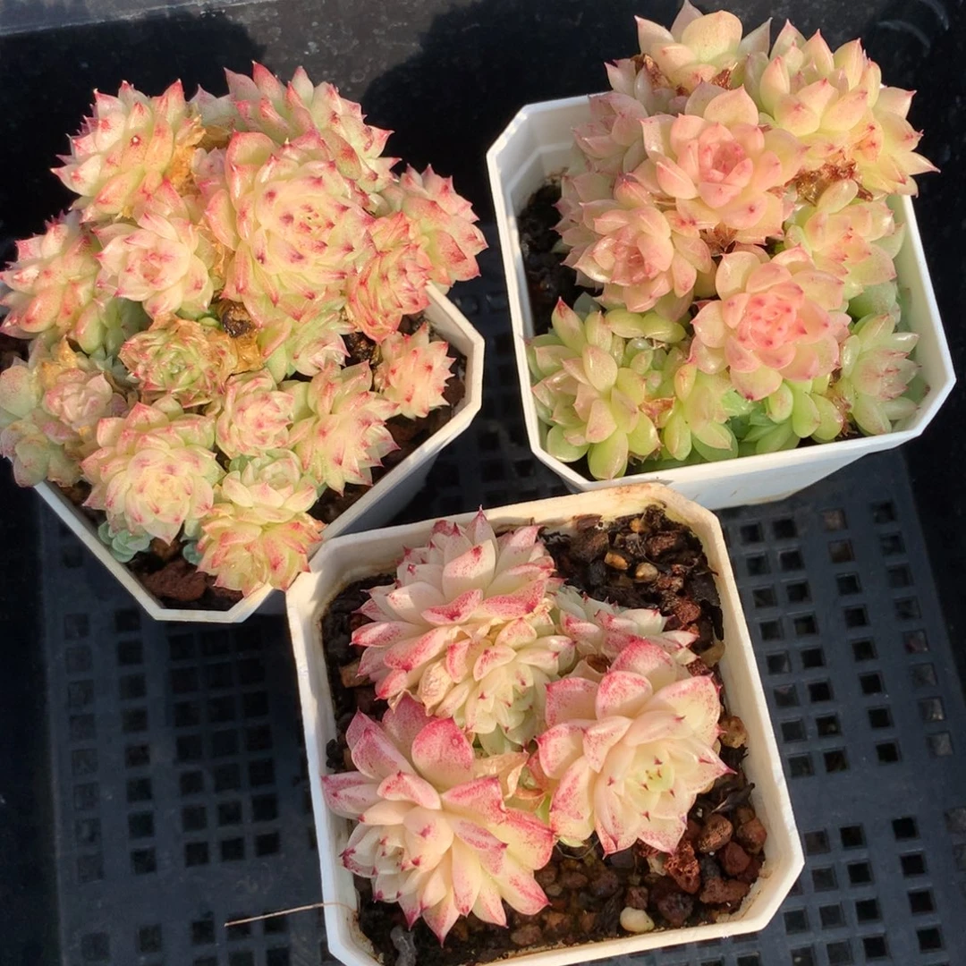 1216-62 麦秆套餐