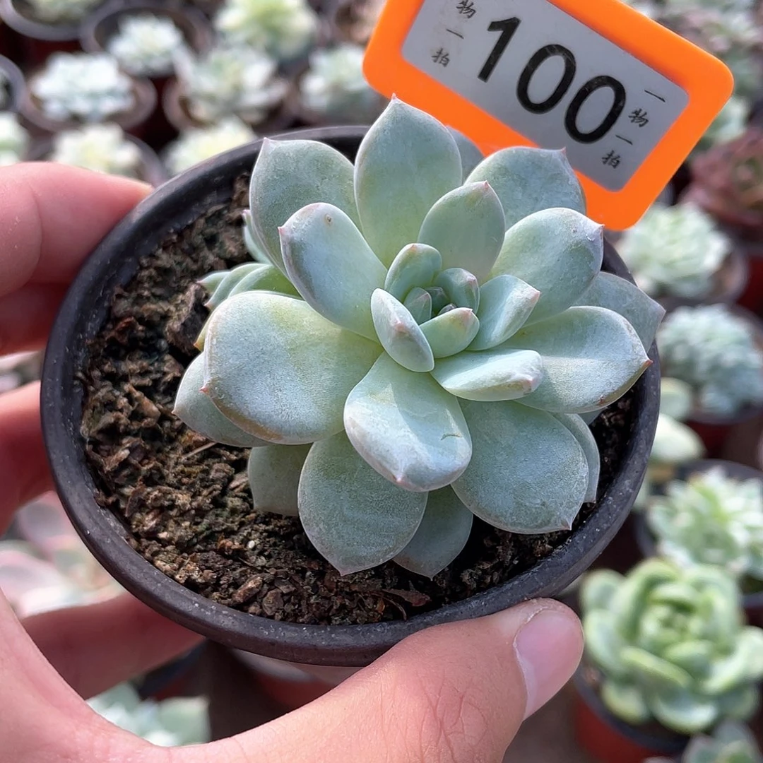 人***风100号多肉植物盆栽