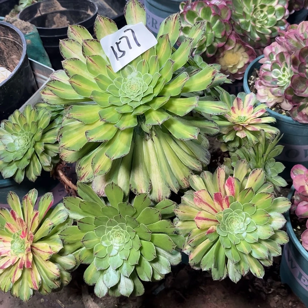 多肉植物知否1577