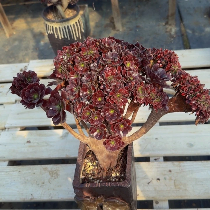 特特特特特痛法师842