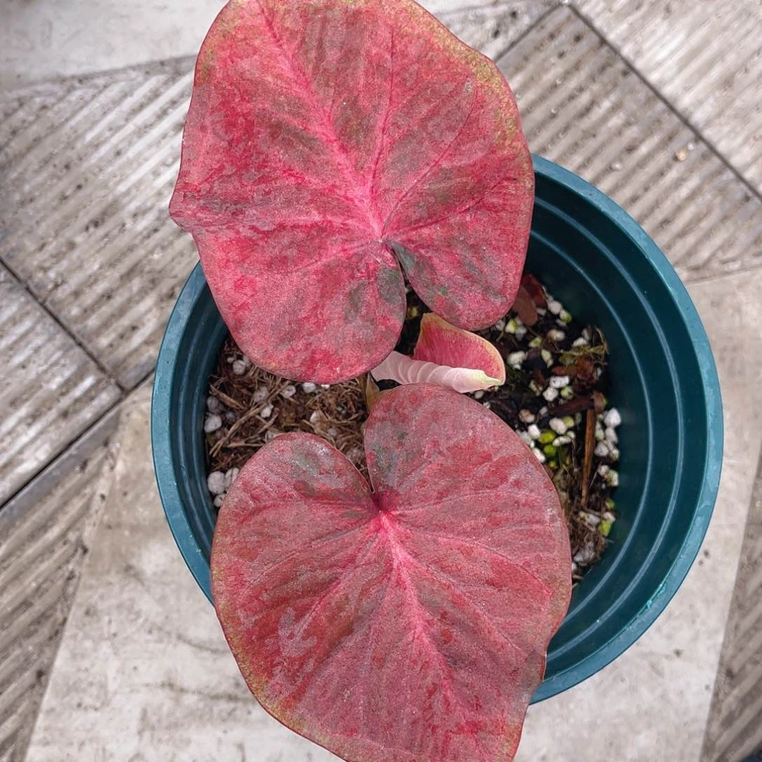 完全开放 泰彩一物一拍99