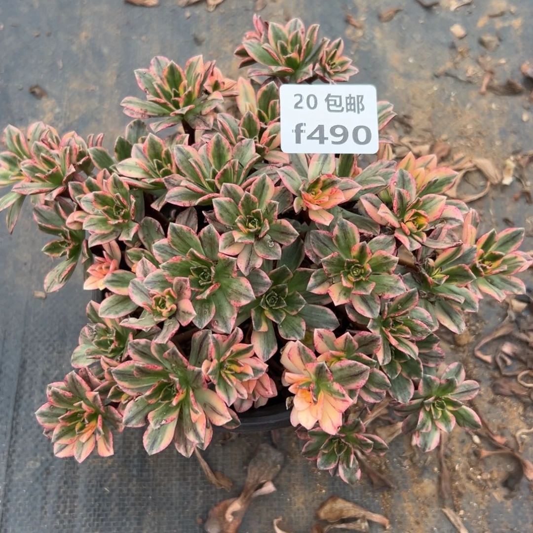 490甜茶，多肉法师