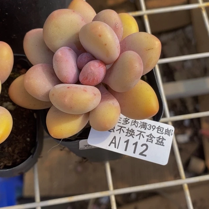 *️****蛋黄奶单头112多肉植物