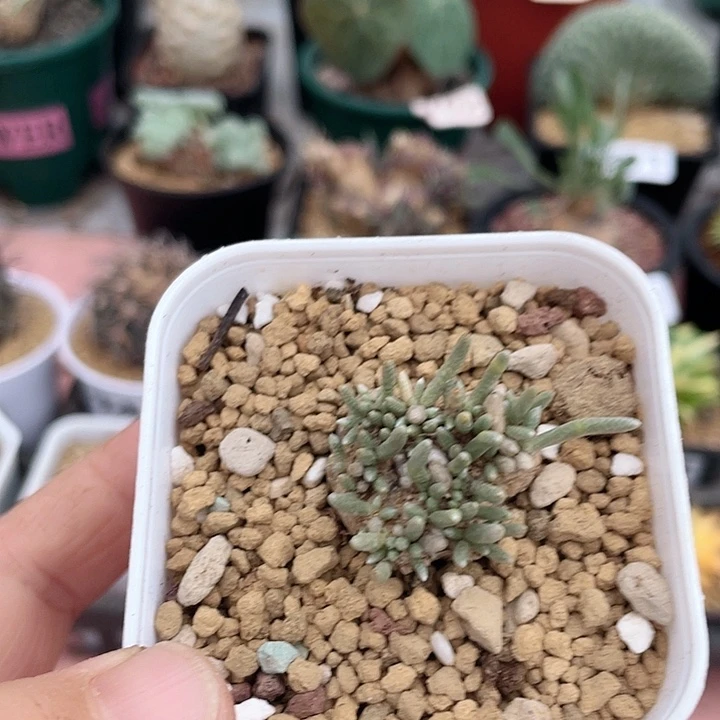 991韧锦块根植物植物