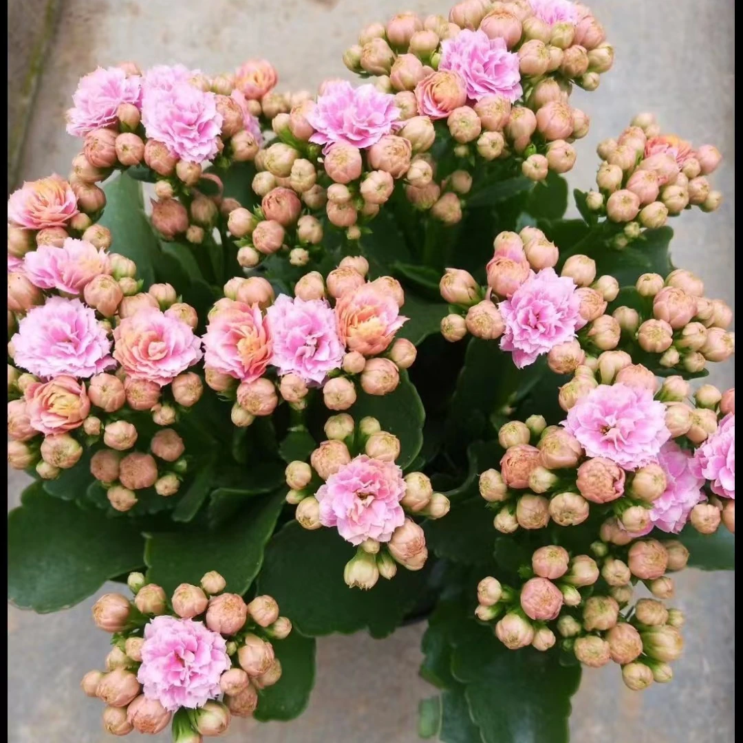 安娜公主长寿花复色