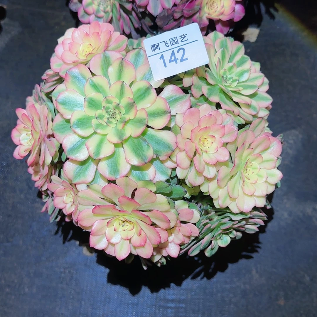 花****?142多肉 油画少女法师