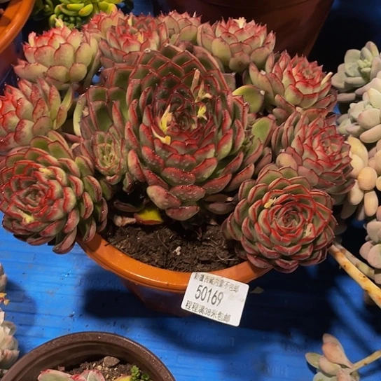 笨**?萤火虫50169多肉