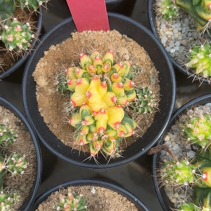 968-0605泰国发货