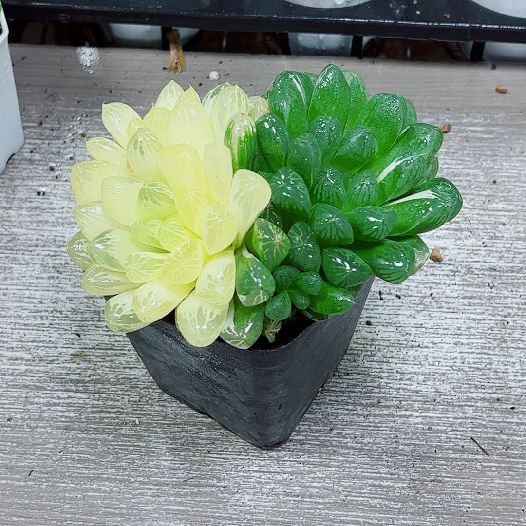 苏州玉露一勿一拍