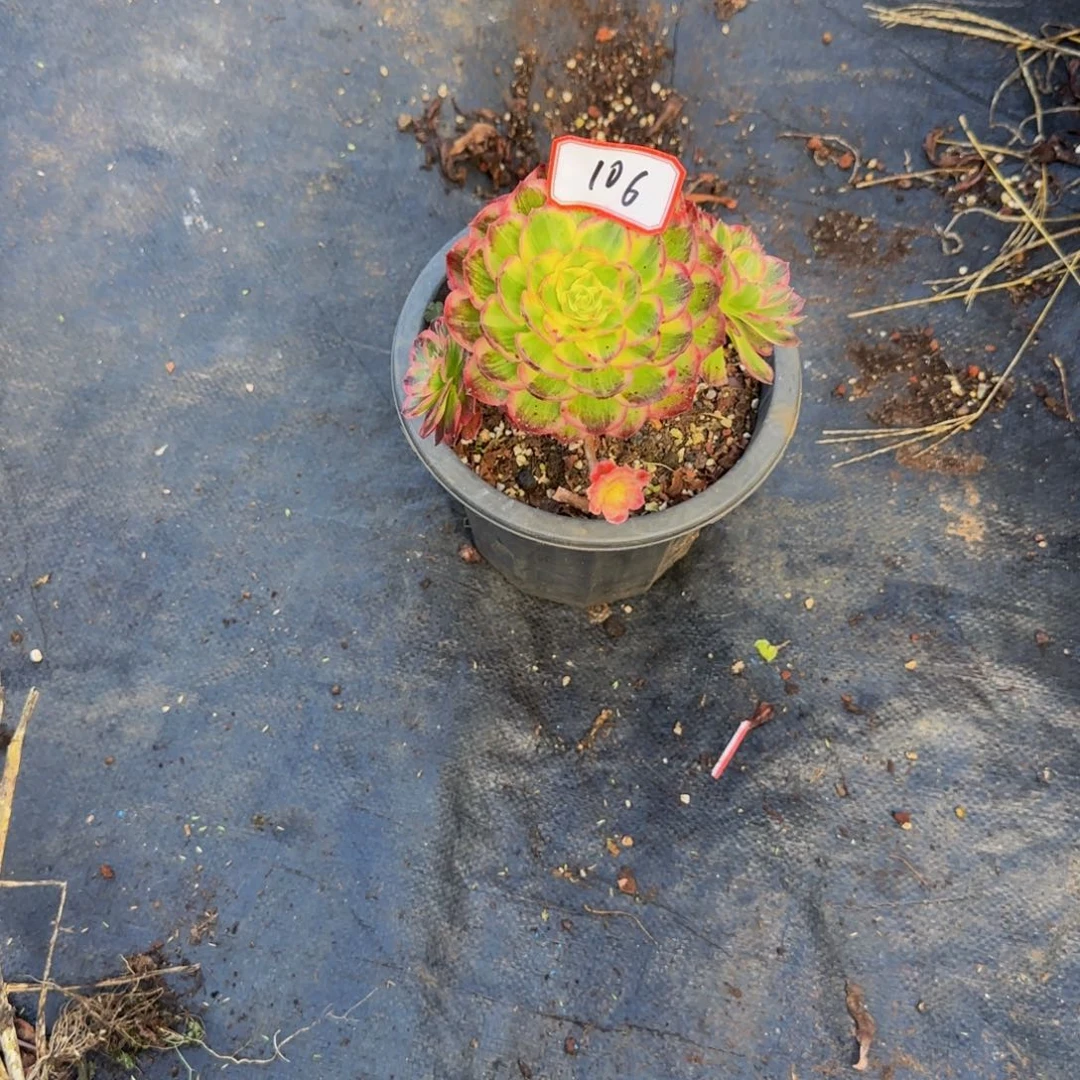 @***࿐处理106多肉法师锦1111