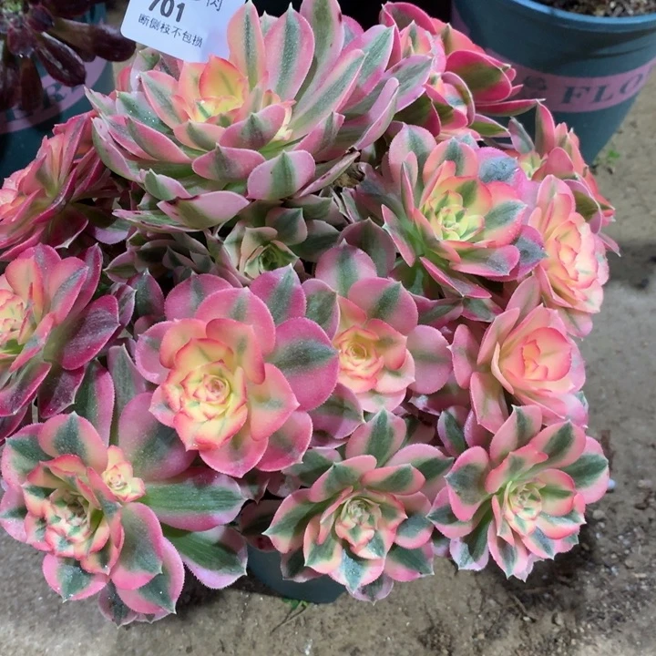 纤****生701粉女巫多肉植物