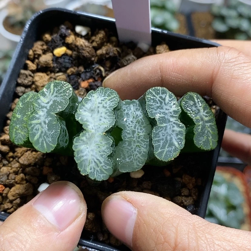 【闪购商品】梦**珠405实生