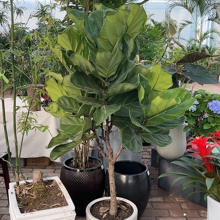 完全开放花陶园艺琴叶榕盆栽