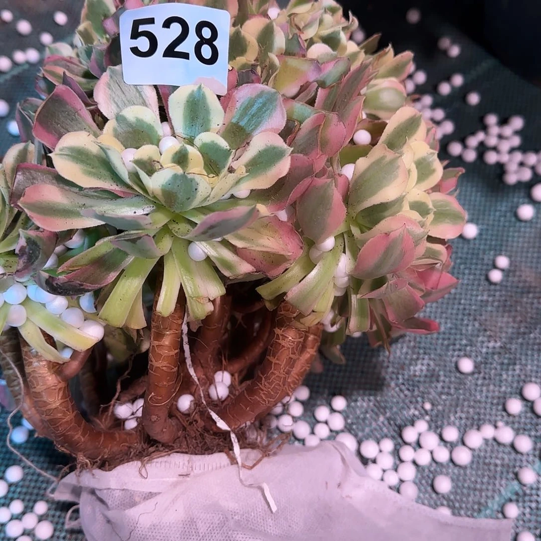 珍**光多肉植物白凤528