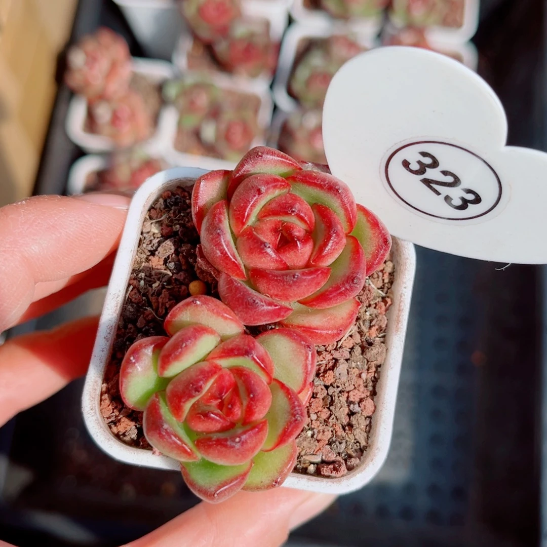 323号小老桩万宝龙双头