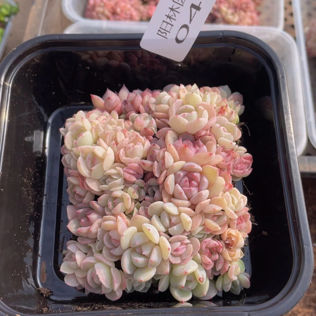 多肉植物多肉植物40