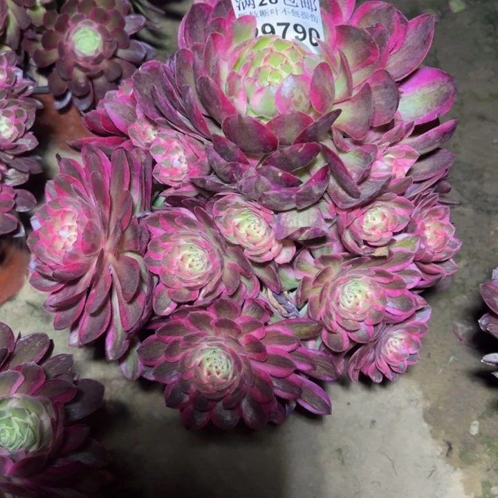 29790云和多肉植物