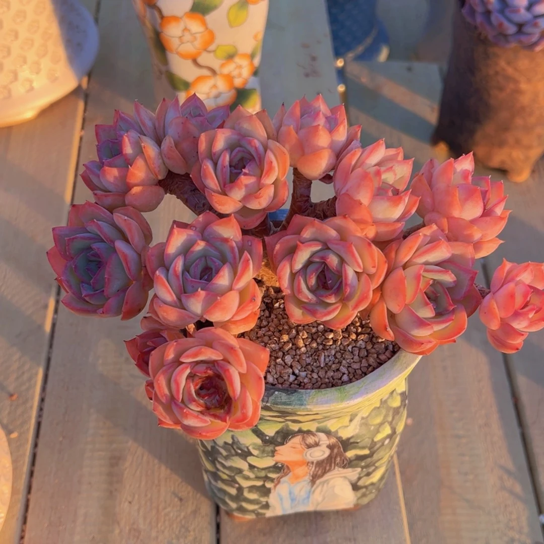 无花朵111111111111111