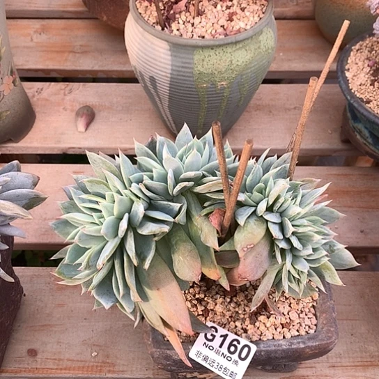 烟火缀化160 全场默认微瑕7-8天发货