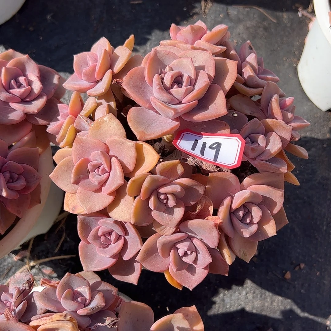 119号彩虹糖，一物一拍