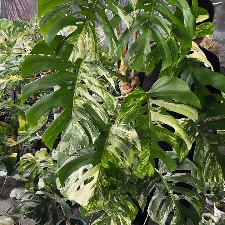 N***p秋海棠三个组合绿植