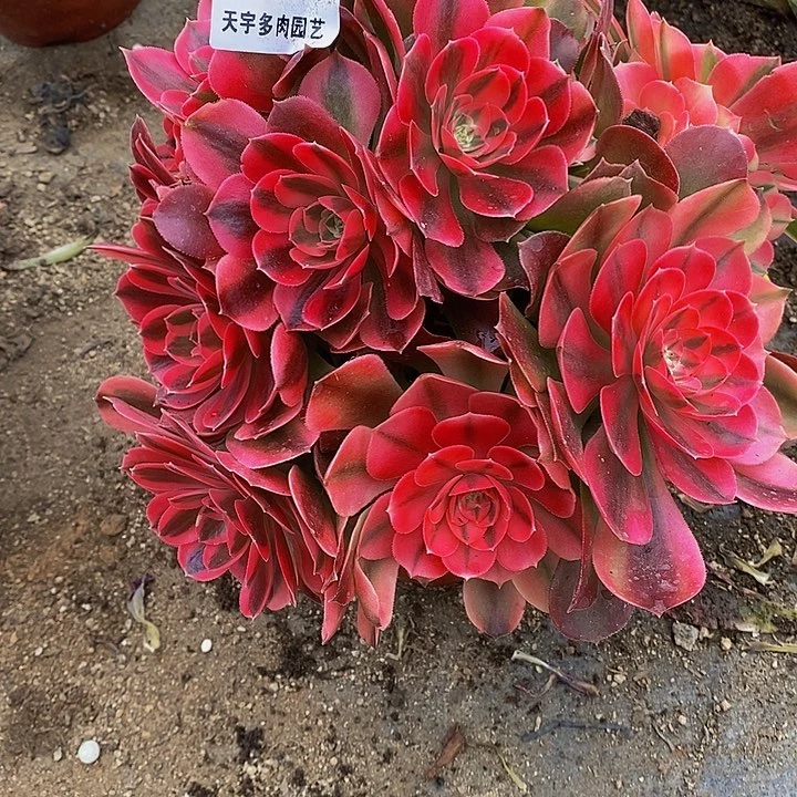 多肉香妃891多肉