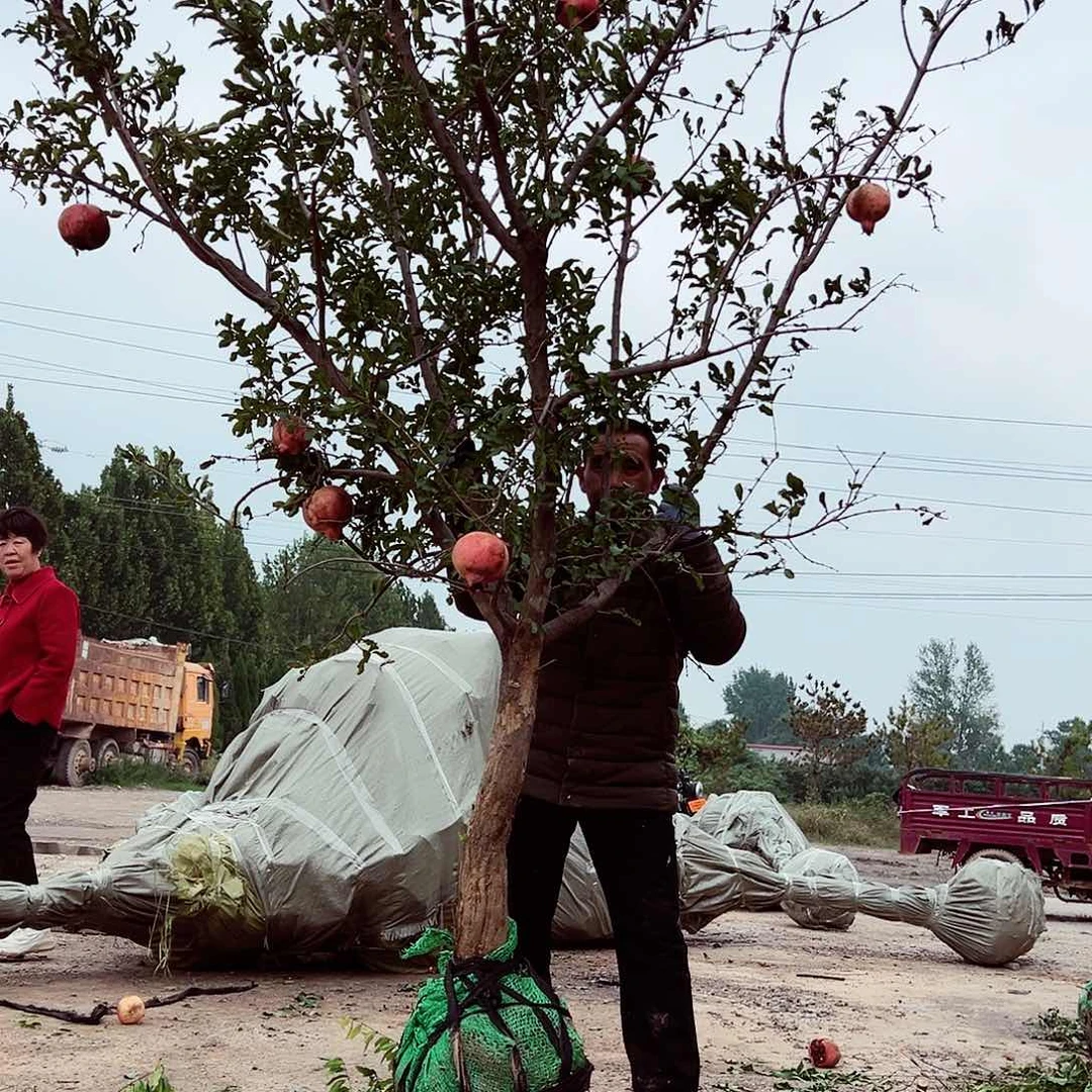 无花朵健健康康快快乐乐