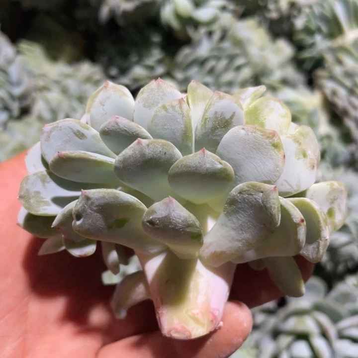 凤橙缀化V板高板1