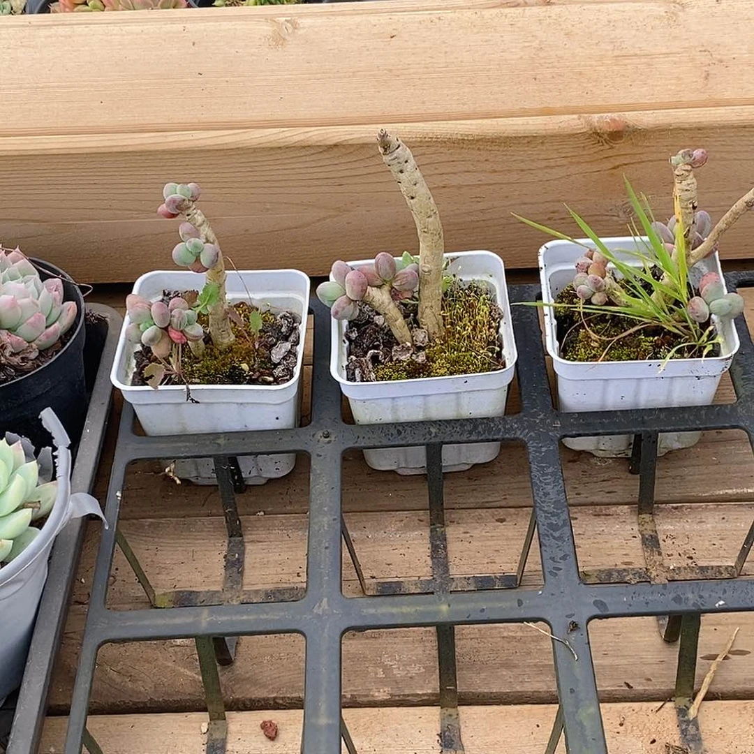 金汇园艺，苹果奶不售后