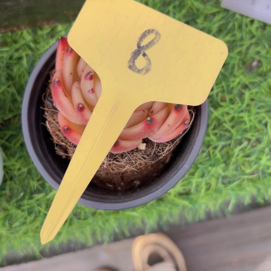 三*牛可啦啦啦啦啦啦啦啦