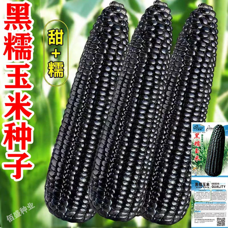 【黑糯玉米种子】四季高产矮杆大棒老品种软糯超甜早熟黑糯玉米种
