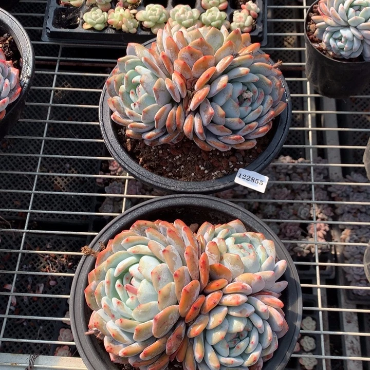 122855两个嗯嗯嗯嗯嗯嗯嗯好